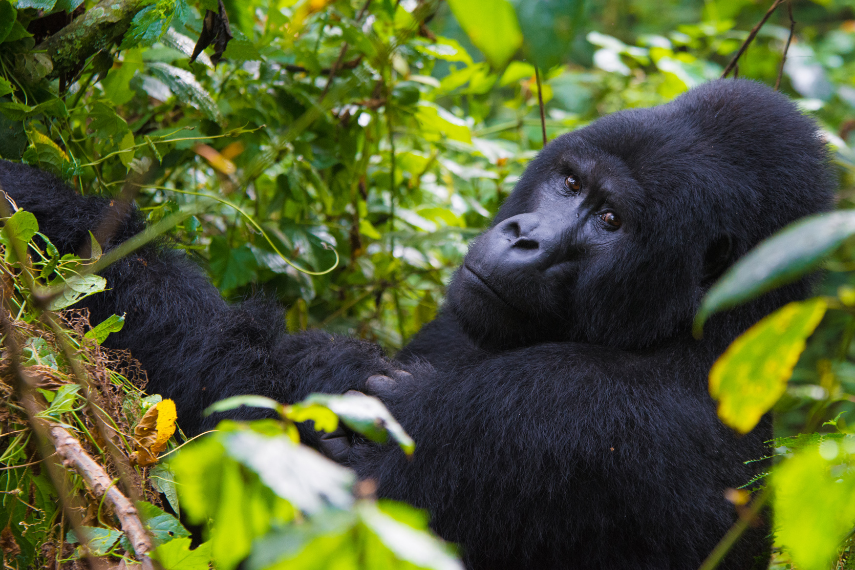 Greater Virunga Transboundary Collaboration – Three Countries, One ...