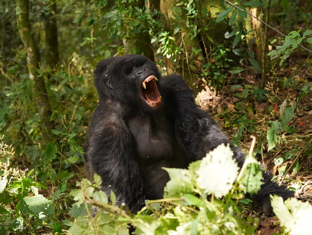 Gorilla Trekking: an incredible and amazing  experience in Bwindi Impenetrable National Park of Uganda
