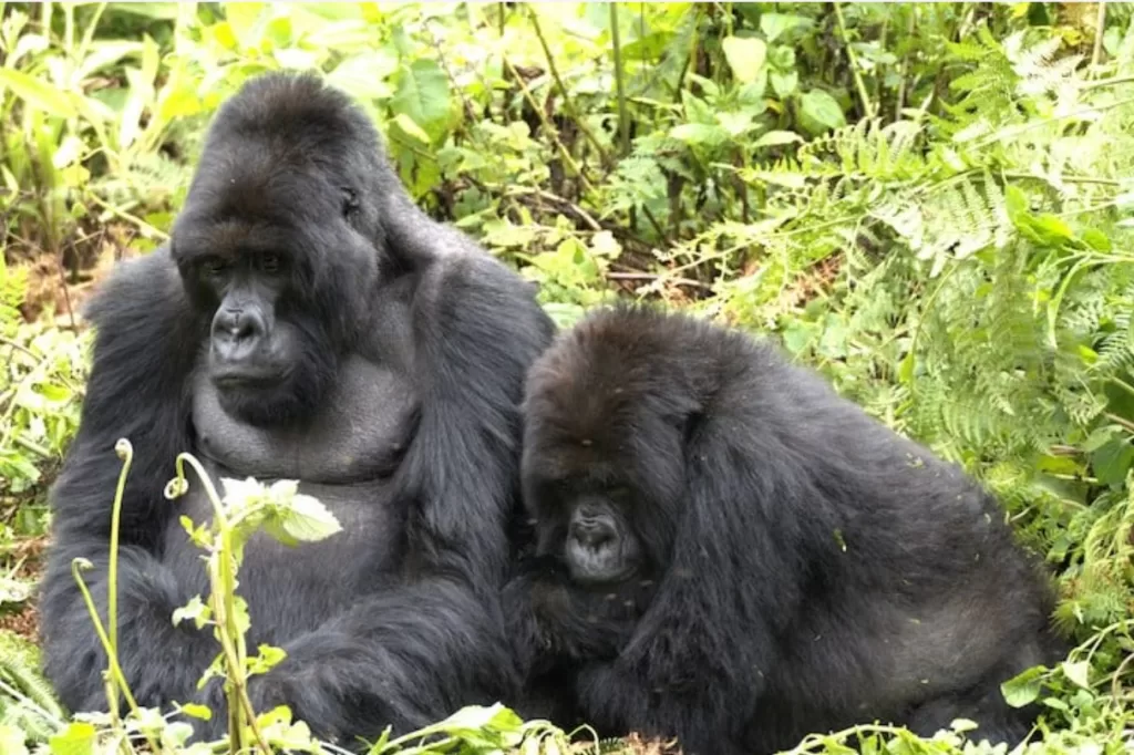 Special gorilla relationships 